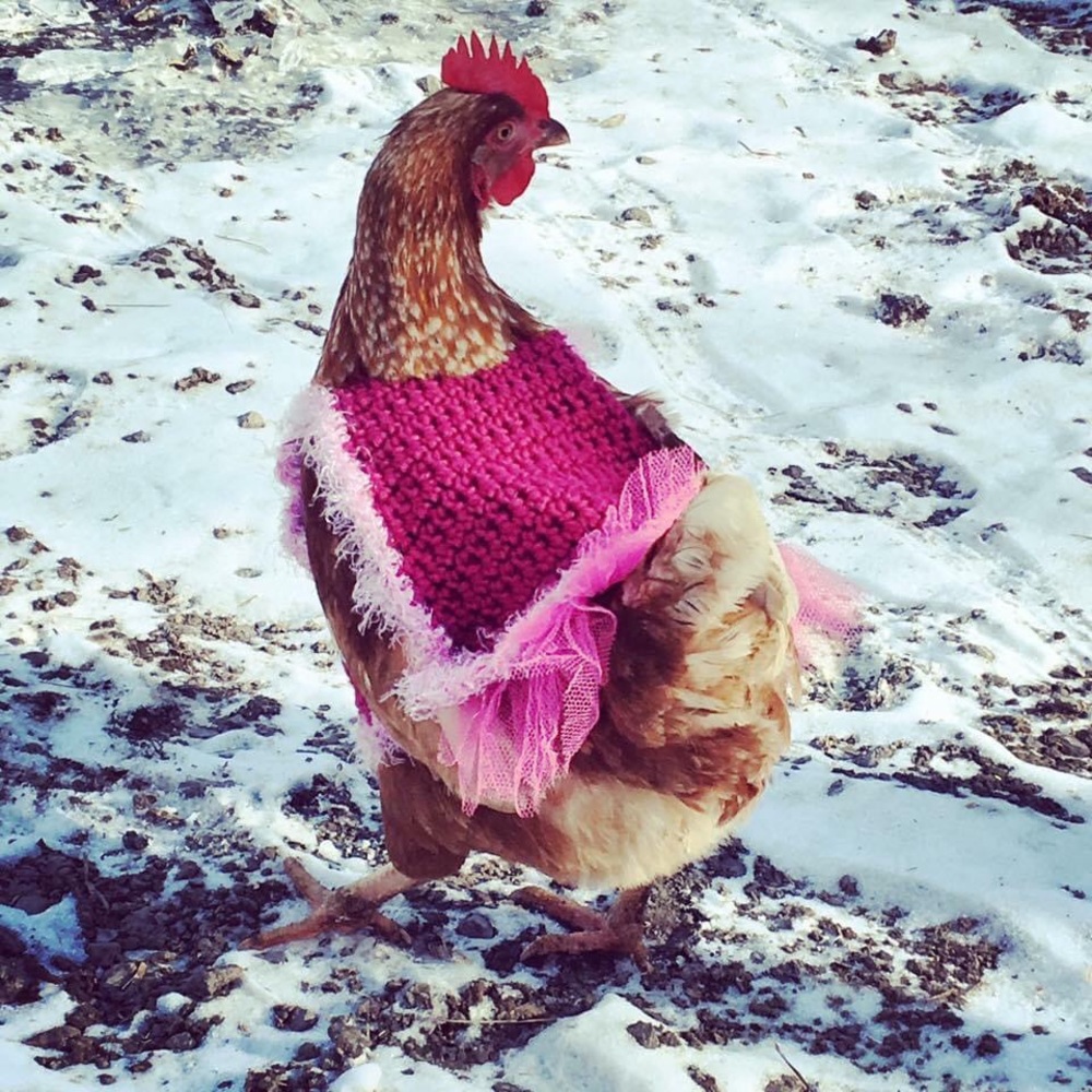 All handmade chicken sweater